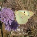 Colias crocea